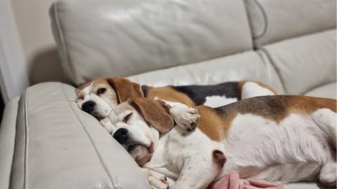 Sometimes, all you need is the love of your beagle