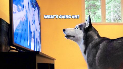 Dog Watching TV Test – Do They Understand What They See...
