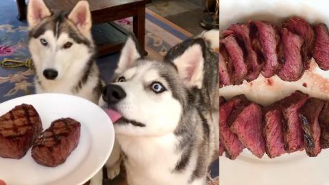 My Huskies Eat Steak! | Funny Dogs Video 
