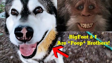 Tonka The Malamute Rolls In Poop Then Chases Mom