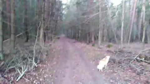 Walking with a dog in a beautiful forest