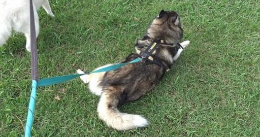 Wolf found super fluffy butt girlfriend