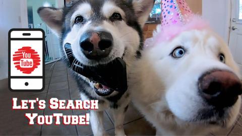 Malamute & Husky Use Phone To Look For Breakfast Recipes