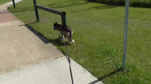 Older vid I just found of puppy Malamute Wolf