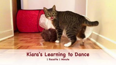 Kiara's Learning to Dance / Funny Cat Video (shorts)