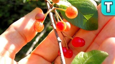 The Cherry that can KILL You | Fruits You've Never Heard ...