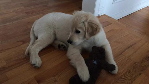 Lola tries to fix the smile on her Bear. 