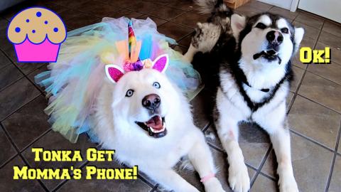 Malamute & Husky Ask For Blueberry Muffins Using Phone