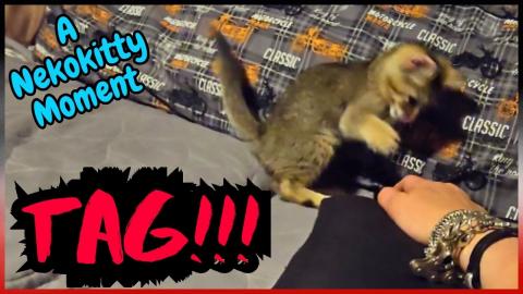 The CUTEST Game of TAG! @Nekokitty Moment