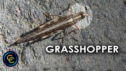 Grasshopper