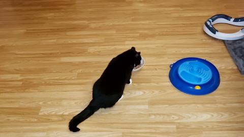 Dinner time for the black kittens