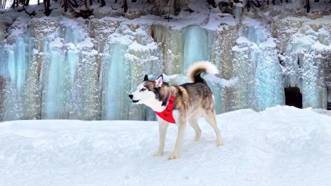 Husky Adventures : Frozen Gorges | Funny Dogs Video 