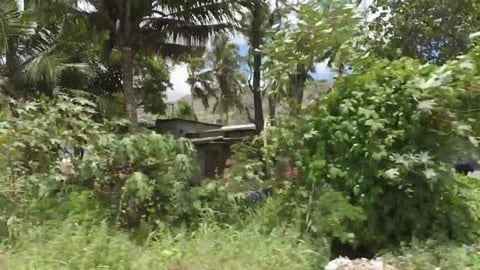 Coconut Plantation Along The Road | Tamil Nadu