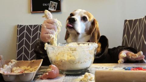Chef Dog Bakes Cookies for His Sister