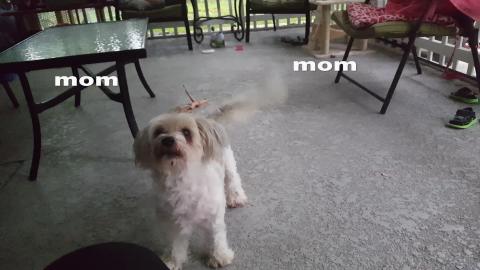 Arguing With My Dog She Demands To Go Inside