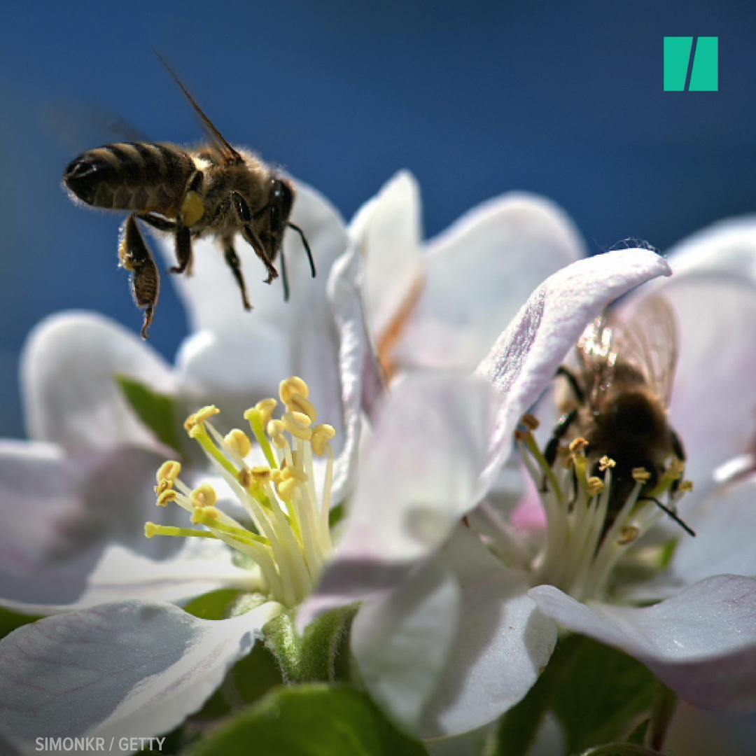 5 Million Bees Fall Off Truck, Beekeepers Save The Day | HuffPost ...