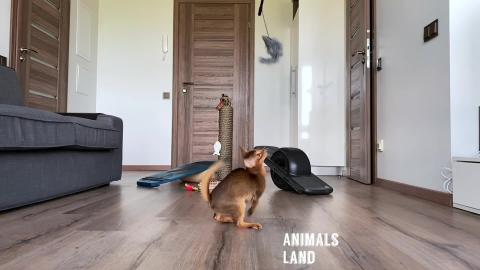 Cute Cats Video Compilation 01 Animals Land