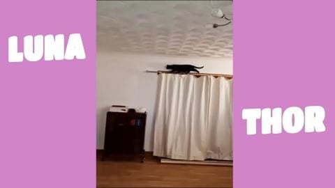 Luna (my kitten) is a Cheeky monkey 