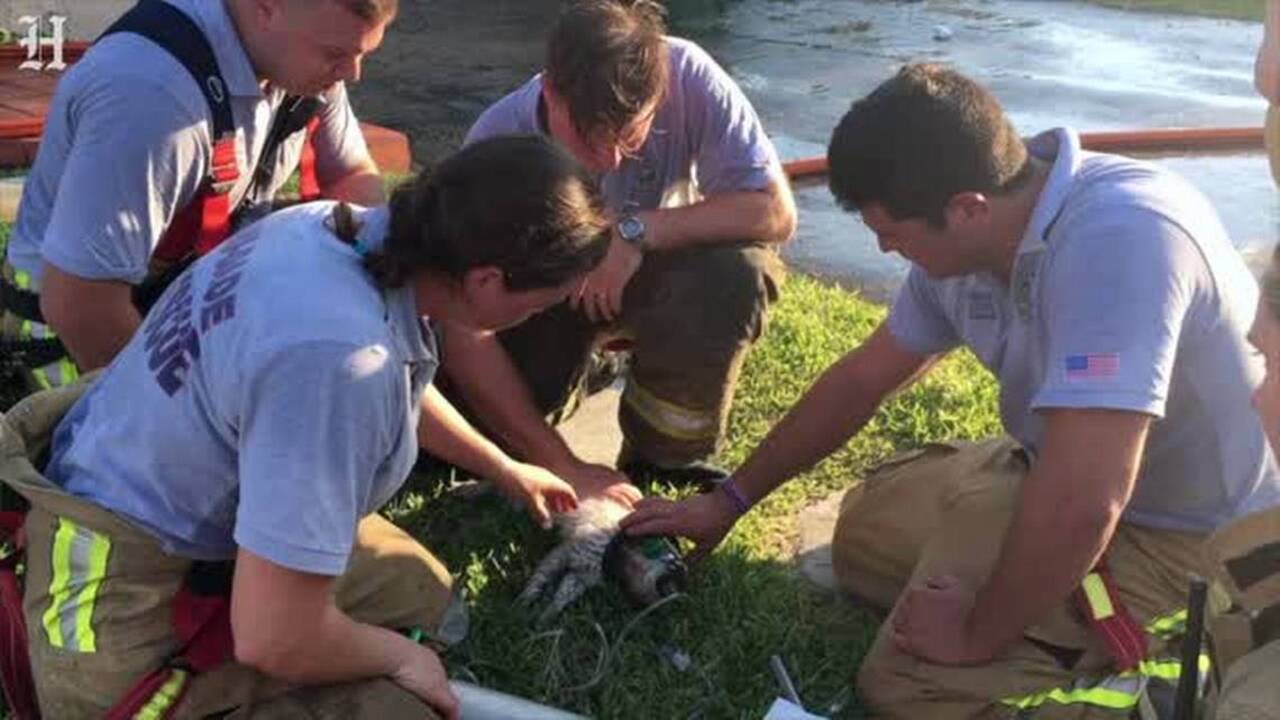 Cat rescued from house fire in Southwest Miami-Dade | Miami Herald