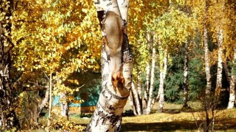 Look Mum, No Hands / Funny Squirrel (shorts)