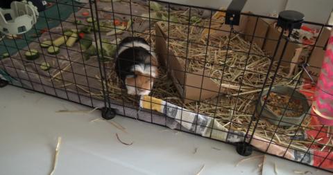 Guinea Pigs get a salad and still want more