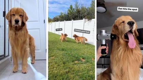 Hekk the Toof Broosher