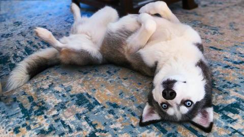 Husky Holiday Relaxation | Funny Dogs Video 