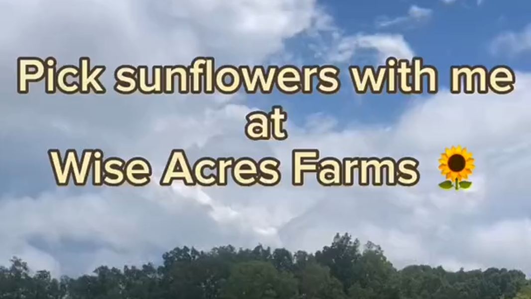 The best sunflower fields and farms around Charlotte, NC Charlotte