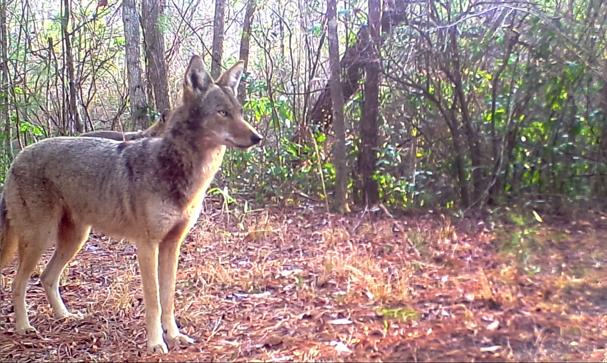 Wild red wolves in their eastern NC habitat | Charlotte Observer