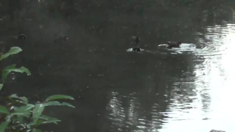 Family of Cootes at the pond and rain created Husky puddl...