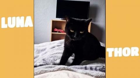 Lazy morning with Luna