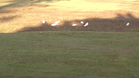 Hello flock of Cockatoos, and a tame Ibis.