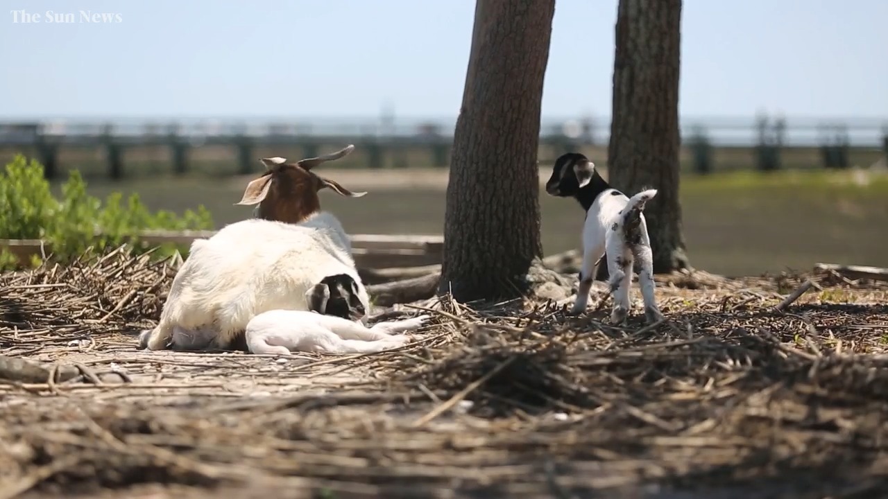 12-day-old goat stolen during snuggle event at Vancouver Island farm,  owners say