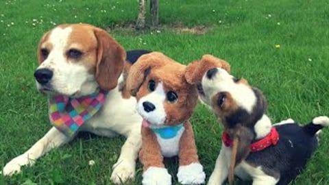 Dogs and Child meet FurReal Chatty Charlie, the Barkin’...
