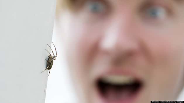 Missouri Woman Freaked Out By Giant Spider Stuck In Ear | HuffPost ...