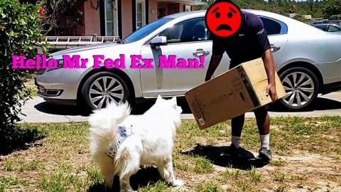 My Husky Scared The Fed Ex Man & Escorted Him Off Her Pro...