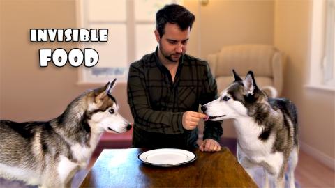 Invisible Food Prank: My Huskies Think I’m Crazy! | Fun...