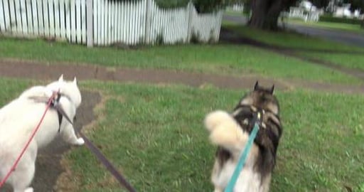 Telling Wolf & Tikaani about my family, but they don't ca...