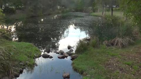 Malamute & Husky find a snake or eel