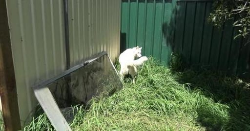 Husky girl wants to play with the cat Henry next door