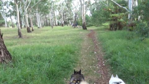 Hot last couple of days & all the dogs are out