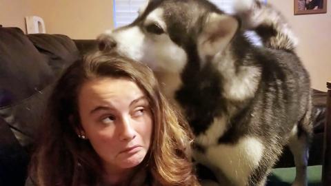 Giant Malamute's Rubs His Scent On Pretty Girls Hair | Co...