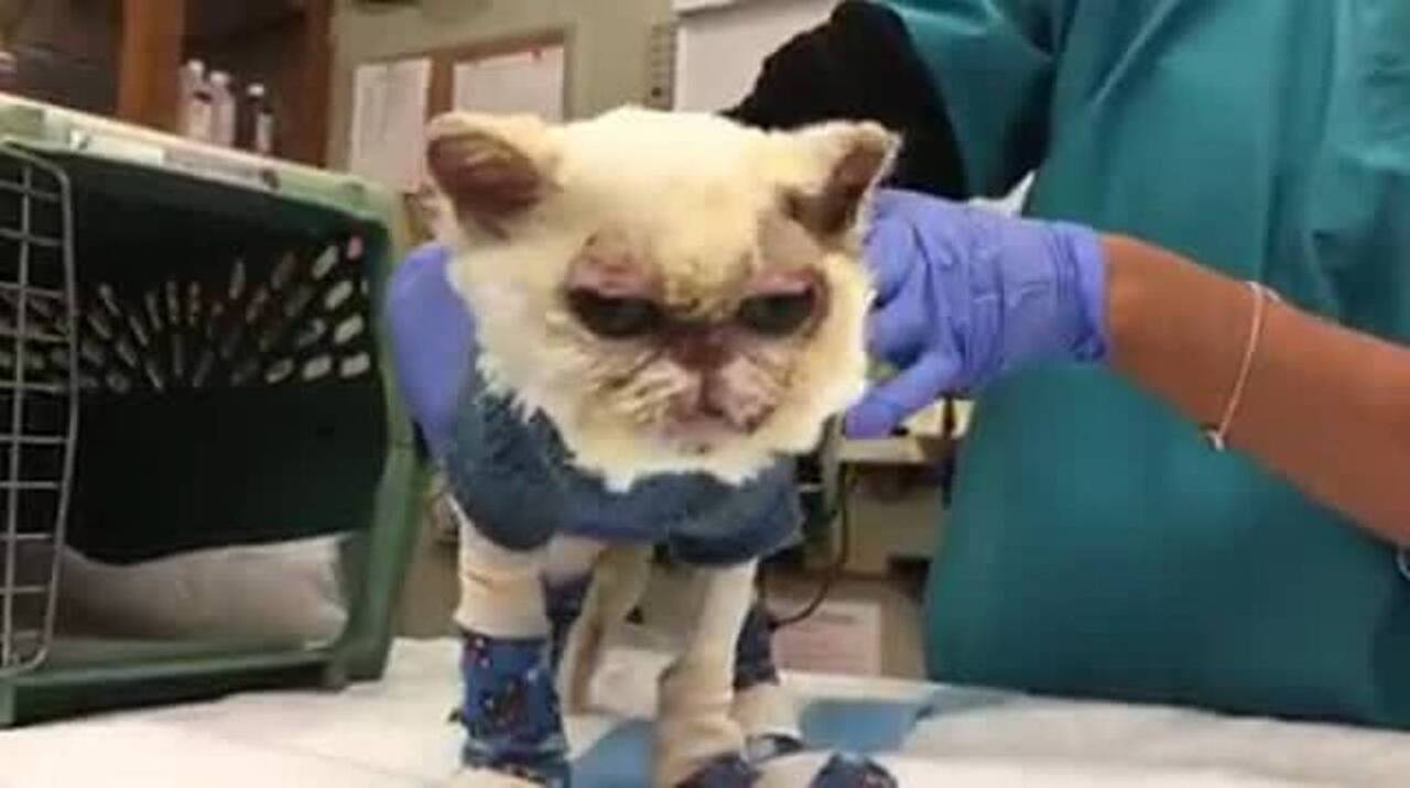 CA wildfires UC Davis vet school, team rescues, cares for animals Sacramento Bee