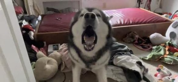 Grounded Malamute Throws A Tantrum: Watch Him Clean His R...