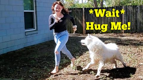 Wet Husky Chases Pretty Girl Around Before Pushing Her In...