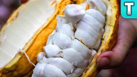 Cacao Fruit | Fruits You've Never Heard Of