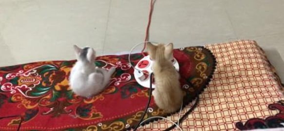 Tedy & Gify Watching Cricket Match Interestingly !!! Part...