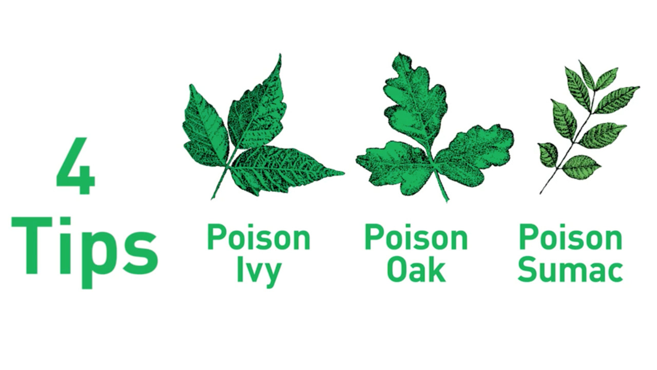 4 Tips To Outsmarting Poisonous Plants Like Poison Ivy Charlotte Observer 