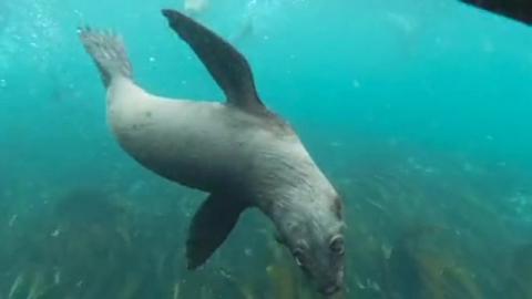 Animal camera | diving encounter with sea lions