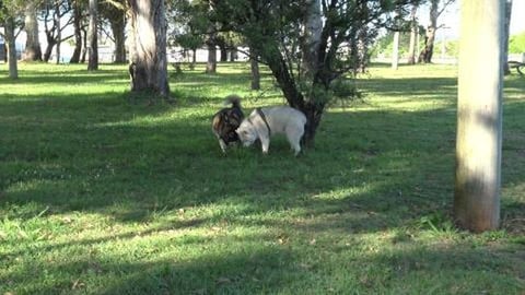 Small dog dog park that isn't fit for small dogs